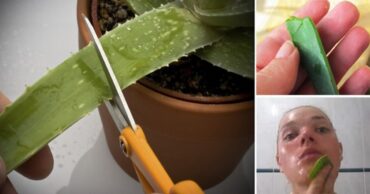 Protrljala je lice listom aloja verom… Ono što se desilo za 15 minuta oduševiće sve!