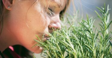 Najmoćnija biljka za srce, krvne sudove, nadbubrežne žlezde i zglobove