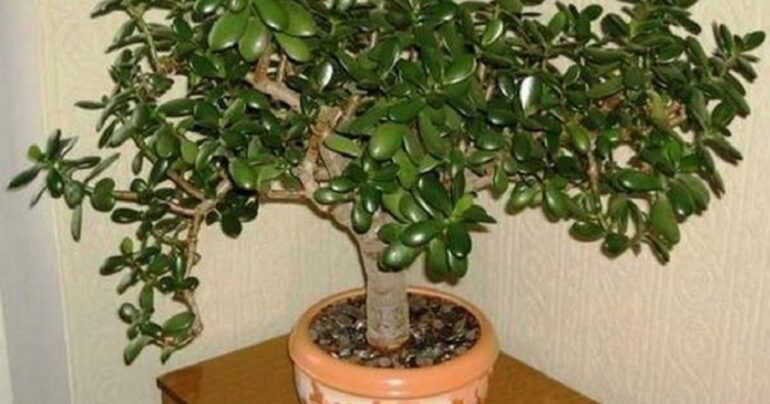 Stablo novca privlači uspeh, bogatstvo i prosperitet ali ima i lekovita svojstva za koja nikada niste čuli