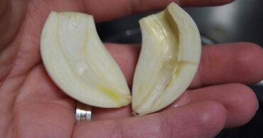 TINKTURA ALKOHOLA OD BELOG LUKA – čisti krvne sudove, smanjuje holesterol, oslobađa telo od parazita i mnogo toga još