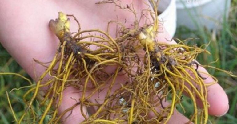 5 prirodnih antibiotika mnogo bolji od onih iz apoteke