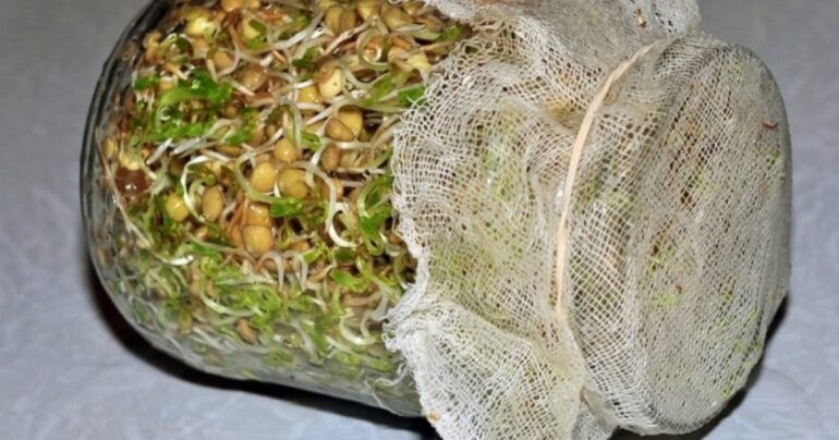 Kako dobiti proklijala zrna kod kuće