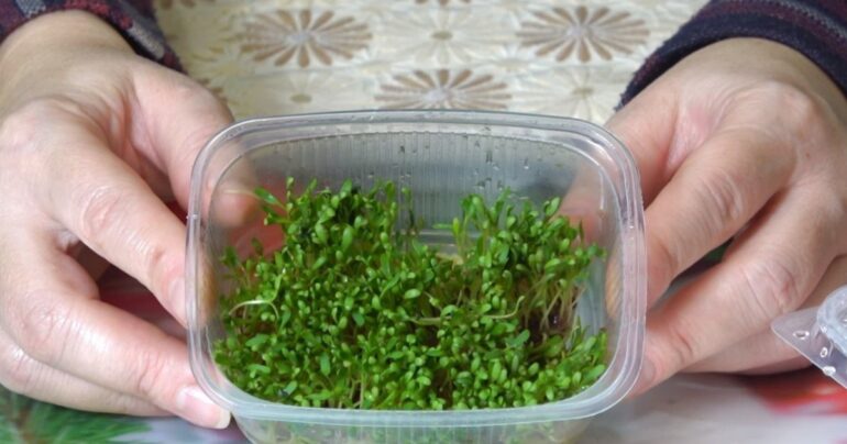 Potočarka – uzgajajte je na prozoru i dajte zdravlje čitavoj porodici